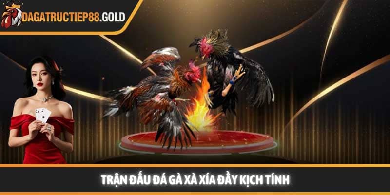 Trận đấu Đá gà Xà Xía đầy kịch tính