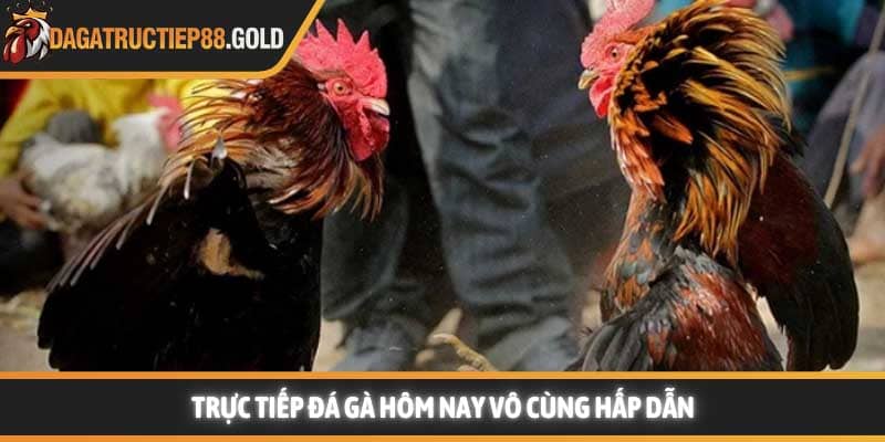 Trực tiếp đá gà hôm nay vô cùng hấp dẫn