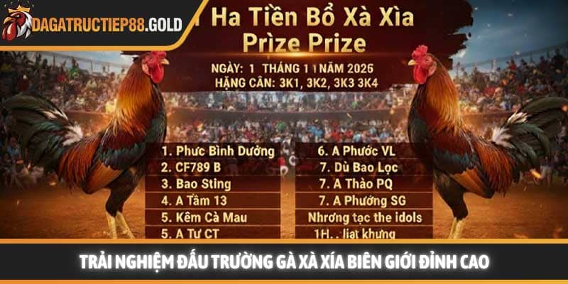 Trải nghiệm đấu trường gà xà xía biên giới đỉnh cao