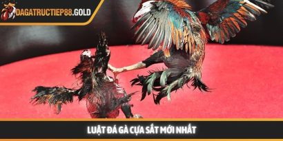 Luật đá gà cựa sắt cùng các quy tắc thi đấu chuyên nghiệp mang lại một môi trường giải trí công bằng cho mọi thành viên đam mê bộ môn này. Việc nắm vững các quy định giúp hội viên tự tin hơn khi đưa ra những quyết định chính xác tại các đấu trường lớn. Trang Đá Gà Trực Tiếp luôn cập nhật nhanh chóng các kiến thức về quy chế thi đấu và kinh nghiệm chọn chiến kê dũng mãnh. Hệ thống luật đá gà cựa sắt nền tảng tại các đấu trường lớn Tìm hiểu luật đá gà cựa sắt minh bạch Việc áp dụng luật đá gà cựa sắt giúp đảm bảo tính minh bạch và chuyên nghiệp cho từng trận đấu diễn ra tại các bồ gà danh tiếng. Hệ thống quy định này được thiết kế để bảo vệ quyền lợi của chủ kê cũng như tạo sự hào hứng cho người xem đá gà trực tiếp hôm nay. Khi các quy tắc được tuân thủ nghiêm ngặt, hội viên sẽ dễ dàng đánh giá được năng lực thực tế của các chiến kê trên sân. Nền tảng luôn khuyến khích thành viên tìm hiểu kỹ các tiêu chuẩn về cân nặng và cựa để có cái nhìn tổng quan nhất. Sự rõ ràng trong khâu tổ chức giúp nâng cao uy tín của các giải đấu lớn như Trực tiếp đá gà Thomo hay các đấu trường quốc tế khác. Những quy định này không chỉ là rào cản kỹ thuật mà còn là bệ phóng giúp các chiến kê tỏa sáng rực rỡ dưới sự chứng kiến của đông đảo người hâm mộ. Để hiểu rõ hơn về cách thức vận hành, chúng ta sẽ đi sâu vào từng khía cạnh chi tiết của các quy định hiện hành. Những tiêu chuẩn này được áp dụng đồng bộ để tạo nên những màn trình diễn kịch tính và đầy sức thuyết phục. Quy trình kiểm tra cân nặng và trang bị vũ khí Trước khi trận đấu bắt đầu, các trọng tài sẽ tiến hành cân đo trọng lượng của từng chiến kê để đảm bảo sự tương đồng. Theo luật đá gà cựa sắt, những cá thể có sự chênh lệch cân nặng quá lớn sẽ không được phép thi đấu cùng nhau nhằm giữ vững sự công bằng. Việc trang bị cựa sắt cũng phải tuân thủ kích thước và độ sắc bén quy định để bảo vệ tính nhân văn trong thể thao. Các thành viên có thể tham khảo thêm tại https://www.cmvanvelsen.nl/ để nắm bắt các thông số kỹ thuật mới nhất về trang bị cho gà nòi. Quy định về thời gian thi đấu và các hiệp đấu Mỗi trận đấu thường được chia thành nhiều hiệp, mỗi hiệp có thời gian kéo dài khoảng mười lăm phút tùy theo quy định của ban tổ chức. Giữa các hiệp đấu, chiến kê sẽ có thời gian nghỉ ngơi để được nài gà chăm sóc và hồi phục thể lực nhanh chóng. Luật đá gà cựa sắt quy định rất rõ về số phút nghỉ ngơi nhằm đảm bảo sức khỏe tốt nhất cho các đấu sĩ trước khi tiếp tục. Sự sắp xếp thời gian khoa học giúp trận đấu duy trì được nhịp độ căng thẳng nhưng vẫn rất chuyên nghiệp và hấp dẫn. Vai trò quan trọng của trọng tài điều hành trận đấu Trọng tài là người có quyền quyết định cao nhất trên sân và luôn giám sát chặt chẽ mọi hành động của hai chiến kê cũng như người nài. Họ có nhiệm vụ thực thi luật đá gà cựa sắt một cách công tâm để đảm bảo không có bất kỳ hành vi gian lận nào xảy ra. Khi có tình huống tranh chấp hoặc gà bị dính cựa, trọng tài sẽ ra hiệu tạm dừng để xử lý kịp thời và chính xác nhất. Sự hiện diện của những người cầm cân nảy mực giúp hội viên hoàn toàn yên tâm vào kết quả cuối cùng của mỗi cuộc đối đầu. Cách thức phân định thắng thua theo luật đá gà cựa sắt hiện nay Chiến kê thi đấu tại trường gà vô cùng dũng mãnh Quy tắc phân định thắng thua vô cùng công bằng Việc xác định kết quả thắng bại trong luật đá gà cựa sắt dựa trên những tiêu chí cụ thể và rõ ràng để tránh mọi tranh cãi. Một chiến kê được tuyên bố giành chiến thắng khi đối thủ không còn khả năng tiếp tục thi đấu hoặc bỏ chạy khỏi vòng tròn quy định. Web Đá Gà Trực Tiếp ghi nhận rằng sự kiên cường của các chiến kê thường mang lại những kết quả tích cực và đầy bất ngờ cho người theo dõi. Các thành viên luôn cảm thấy hài lòng khi chứng kiến những quyết định xử lý tình huống thấu tình đạt lý từ ban tổ chức. Hệ thống luôn ưu tiên những trận đấu có sự cống hiến hết mình và tuân thủ tuyệt đối quy tắc ứng xử trên sới gà chuyên nghiệp. Khi tham gia theo dõi đá gà Thomo trực tiếp hoặc đá gà trực tiếp Campuchia, người chơi sẽ thấy sự nhất quán trong cách vận hành giải đấu. Dưới đây là bảng tóm tắt một số trường hợp phân định thắng thua phổ biến: Trường hợp Kết quả theo quy định Một trong hai con bị chết hoặc gục tại chỗ Con còn lại giành chiến thắng Chiến kê bỏ chạy hoặc không tấn công trong thời gian quy định Bị xử thua theo luật hiện hành Cả hai con cùng không thể thi đấu sau khi trọng tài kiểm tra Kết quả hòa được ghi nhận Chủ kê vi phạm quy định về trang bị hoặc hành vi Bị truất ngay quyền thi đấu tức thì Việc nắm lòng luật đá gà cựa sắt giúp hội viên nâng cao trải nghiệm và đưa ra những dự đoán chính xác hơn khi theo dõi đá gà trực tiếp. Sự minh bạch trong luật chơi chính là nền tảng vững chắc để xây dựng một cộng đồng đam mê bền vững và uy tín. Luật đá gà cựa sắt luôn là kim chỉ nam giúp duy trì sự chuyên nghiệp và minh bạch cho mọi trận đấu đỉnh cao trên toàn thế giới. Hội viên tuân thủ đúng các nguyên tắc này sẽ bảo vệ được quyền lợi và nâng cao cơ hội nhận thưởng lớn từ hệ thống giải trí uy tín. Web Đá Gà Trực Tiếp cam kết đồng hành cùng người chơi để xây dựng một cộng đồng giải trí lành mạnh và bền vững nhất trong tương lai.